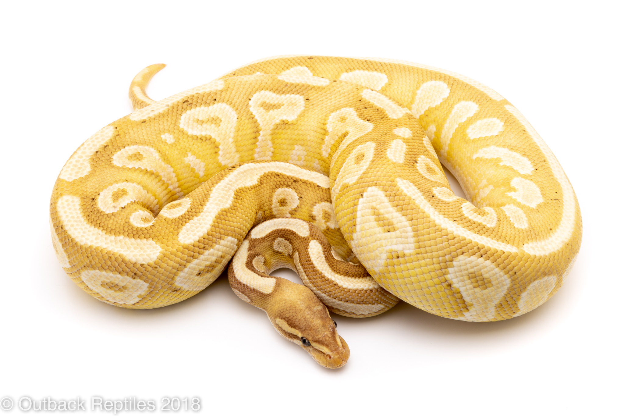 banana mojave ball python for sale