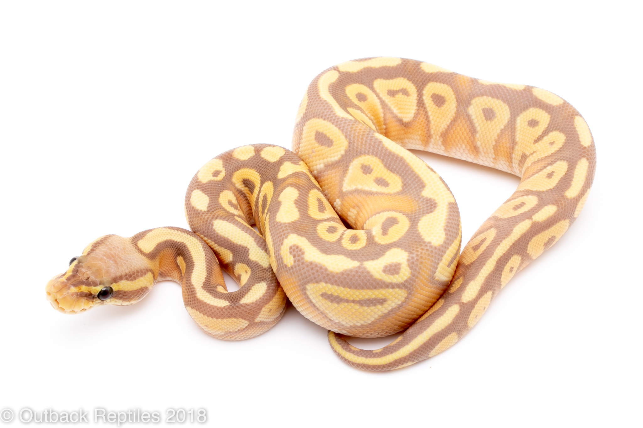 Banana mojave outback reptiles