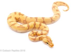 banana super enchi ball python for sale