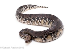 black blood python for sale