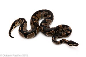 blackhead ball python for sale