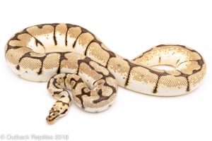 bumblebee ball python for sale