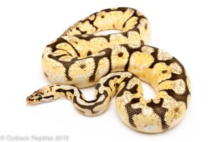 bumblebee yellowbelly ball python for sale