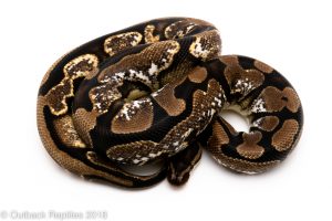 calico ball python for sale