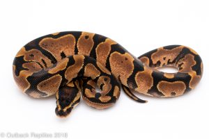 calico ball python for sale