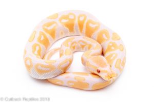 candino ball python for sale