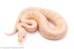 candino ball python for sale