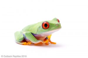 red eyed treefrog