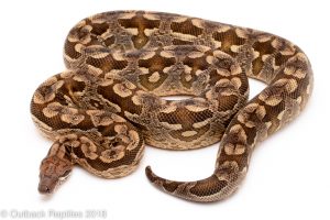 dumerils boa