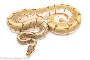 enchi honey bee ball python for sale