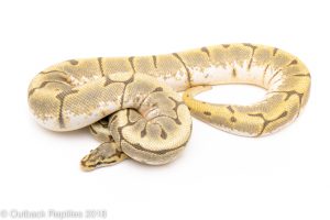 enchi honey bee ball python for sale