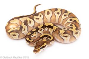 enchi mojave orange dream ball python for sale