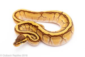 enchi mojave pinstripe ball python for sale