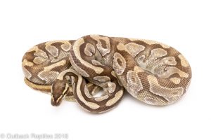 enchi mojave ball python for sale