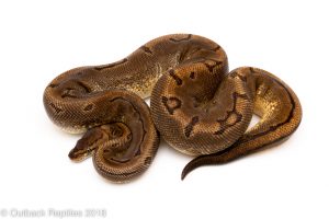 enchi pinstripe ball python for sale