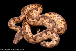 Solomon island ground boa candoia