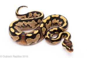 fire yellowbelly ball python for sale