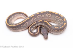 ghost black magic ball python for sale