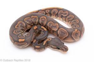 ghost black pastel ball python for sale