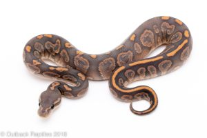 ghost black pastel ball python for sale