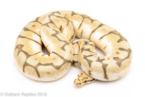 ghost bumblebee ball python for sale