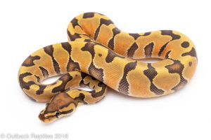 ghost enchi ball python for sale