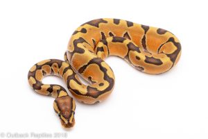 ghost enchi ball python for sale
