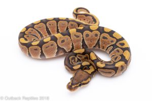 ghost ball python for sale