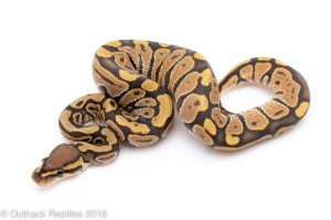 ghost ball python for sale