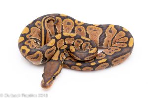 ghost ball python for sale
