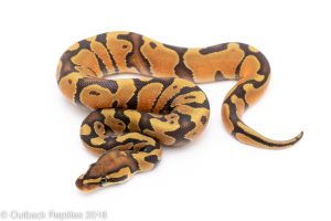 ghost ball python for sale