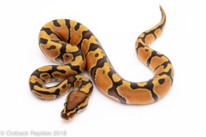 ghost ball python for sale