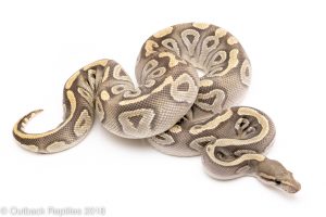 ghost mojave ball python for sale