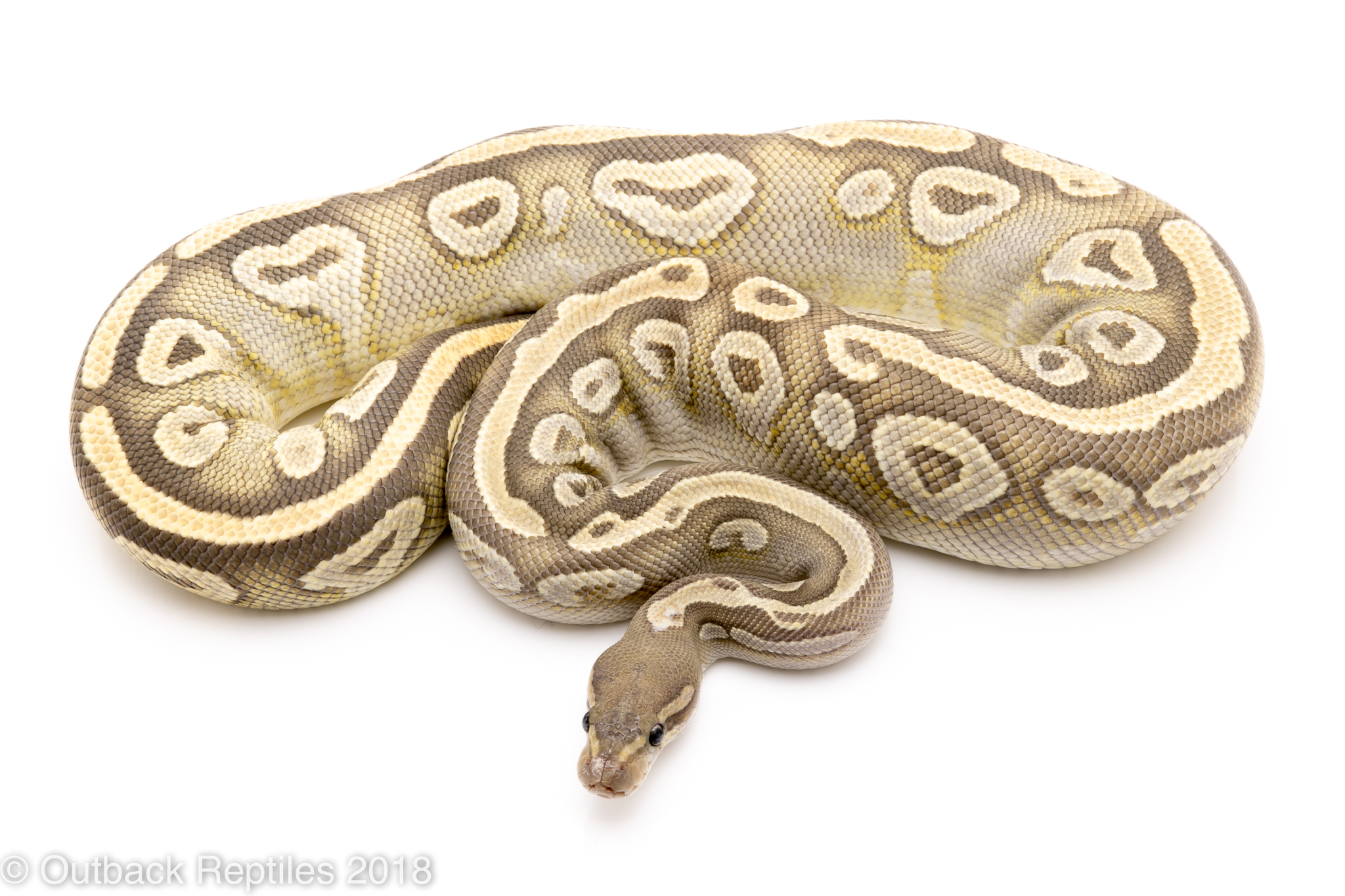 ghost mojave ball python for sale