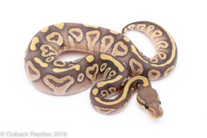 ghost mojave ball python for sale