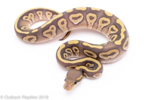 ghost mojave ball python for sale