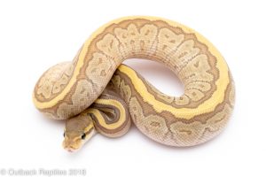 ghost mojave pinstripe ball python for sale