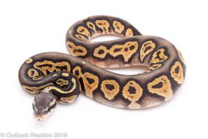 ghost pastel blackhead female ball python for sale