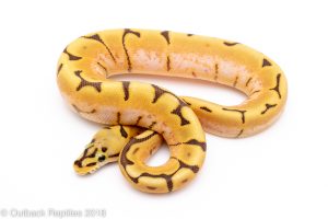 ghost spider enchi ball python for sale
