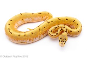 ghost super enchi spider ball python for sale