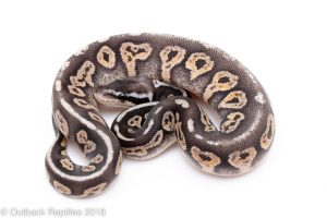 ghost super pastel blackhead female