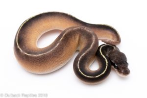 harlequin super blackhead pastave ball python for sale