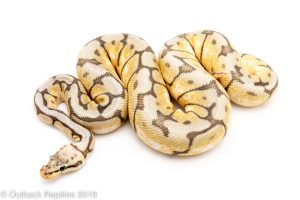 killer bee calico ball python for sale