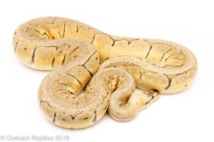 killer blast ball python for sale