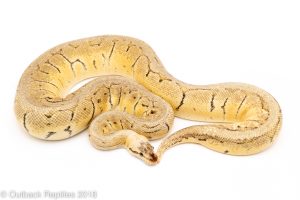 killer blast ball python for sale