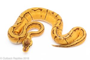 lemon blast enchi ball python for sale