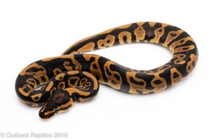 leopard het clown ball python for sale