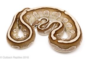 lesser ball python for sale
