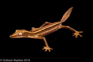 lined leaf tail gecko