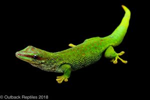 mad mad day gecko
